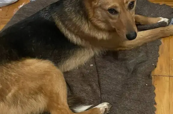 Собаки потеряшки, Ижевск, фото: Потеряшка собака, Буммашевская улица, городской округ Ижевск - черная спинка, белые лапки