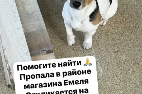 Пропала собака, Темрюк, Краснодарский край - photo