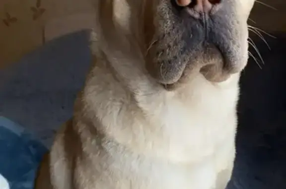 Пропал собака, улица Розы Люксембург, 117, Морозовск - порода шарпей, золотистый - photo