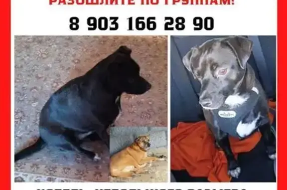 Найдена собака, Селятино, фото: Найден собака, мужской, Теннисная улица, Селятино - чёрный с белой грудкой