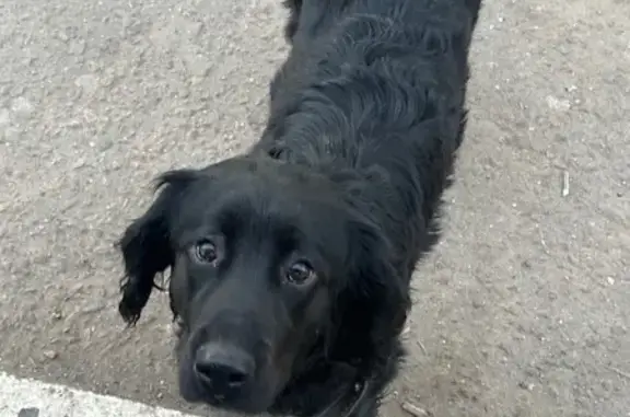 Найдена собака, Голицыно, фото: Найдена собака, Коммунистический проспект, 11, Голицыно - выглядел потерявшимся