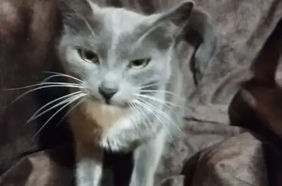 Найдена кошка, Саранск, фото: Найдена кошка, Химмашевское кольцо, Саранск - серая с белыми отметинами