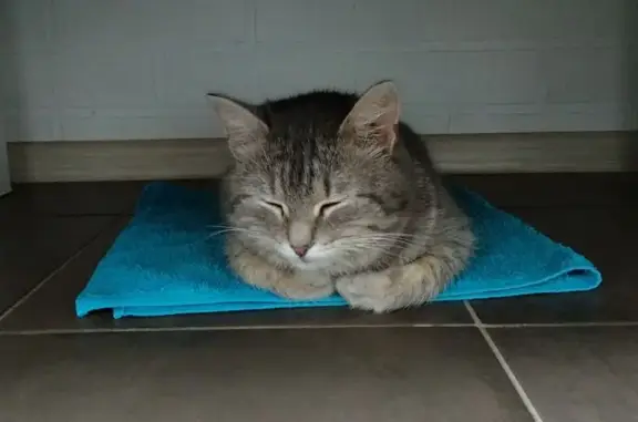 Пропал кот, улица Герцена, 20, Шадринск - серый в полоску - photo