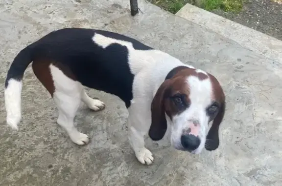 Найдена собака, Измайловка, фото: Найден собака, СТ 