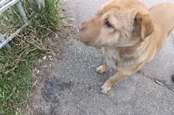 Найдена собака, Елизаветинская, фото: Найден щенок, улица Ленина, 282, Елизаветинская - похож на метиса шарпея