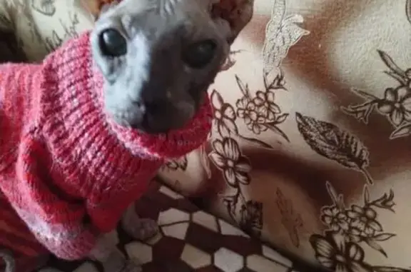 Найдена кошка, Таганрог, фото: Найдена кошка, Вишнёвая улица, 15/8, городской округ Таганрог - сидела под машиной