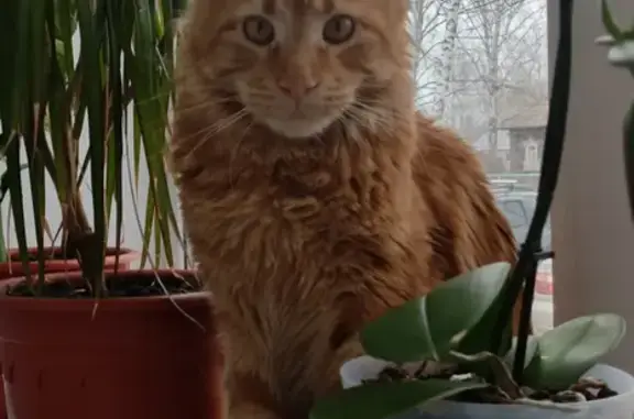 Пропал кот, Цветочная улица, 25, Оса - крупный, пушистый, рыжий - photo