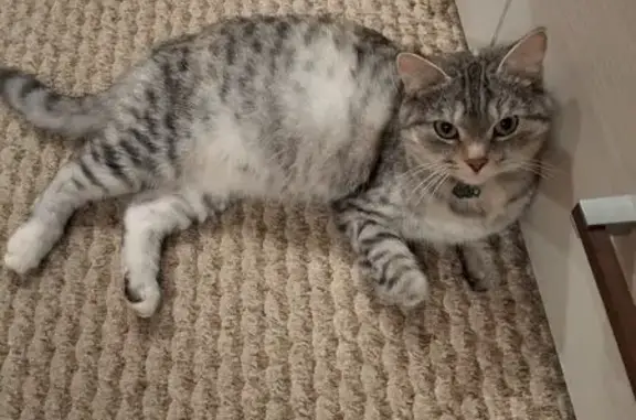 Пропала кошка, Снежная улица, 31 к1, Нижний Новгород - photo