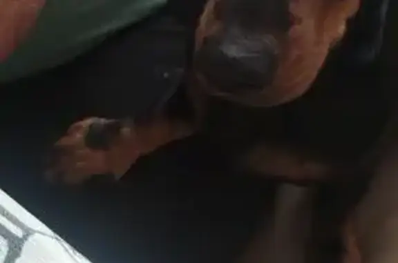 Пропал собака, Р-216, Ставропольский край, Петровский - откликается на РОН - photo