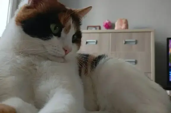 Пропала кошка, улица Фадеева, 46, Самара - трехцветная - photo