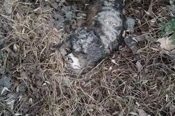 Найденные животные Бутурлиновка, фото: Найдена кошка, ул. Рабочая, Бутурлиновка
