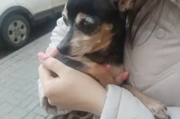 Найдена собака, Воронеж, фото: Найден собака, улица 9 Января, 233/9, Воронеж