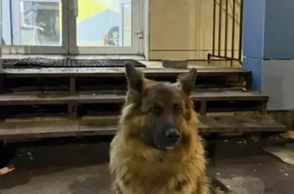 Найдена собака, Казань, фото: Найден собака, Дубравная улица, 2Б, Казань - немецкая овчарка с кожаным ошейником