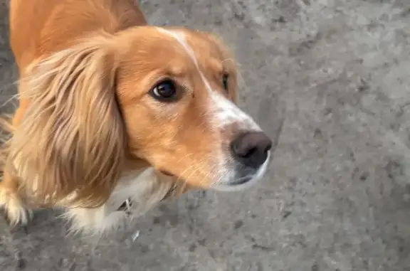 Найдена собака, Воронеж, фото: Найден собака мужского пола, Дачный проспект, 60, Воронеж - похожа на спаниеля