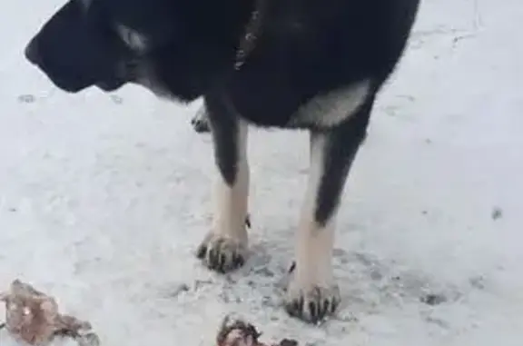 Пропала собака, женский пол, Лучевая улица, Соколовый - восточно-европейская овчарка - photo