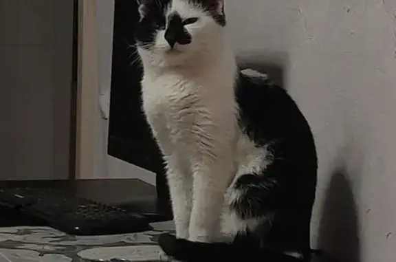 Пропал кот, Верхняя Набережная улица, Иркутск - черно-белый, зовут Адам - photo