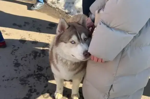 Найденные животные Москва, фото: Найден собака, Салтыковская улица, Москва - хаски или лайка с черным ошейником