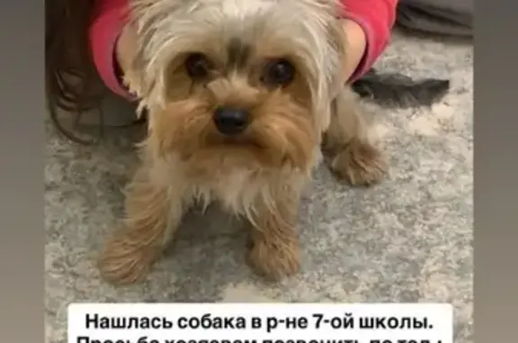 Найдена собака, Крымск, фото: Найдена собака, улица Фадеева, 53, Крымск