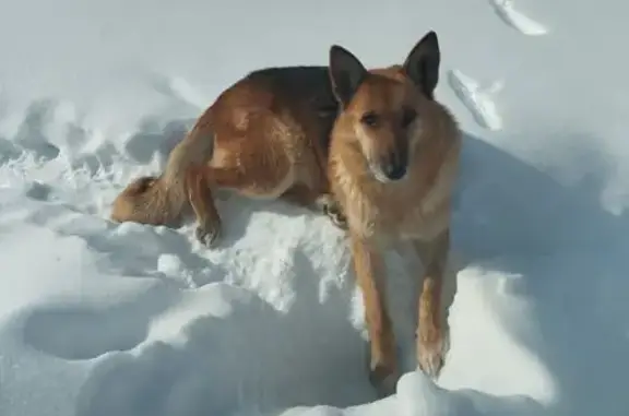 Пропала собака, улица 1905 года, Пермь - рыжая девочка по кличке Шура - photo