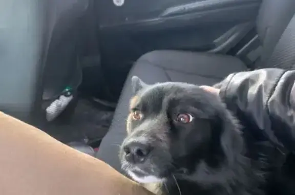 Пропал собака, Центральная улица, 43, Уфа - чёрный с белыми лапками - photo