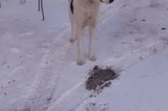 Найдена собака, Томск, фото: Найден собака, улица Ференца Мюнниха, Томск - молодой и ласковый мальчик