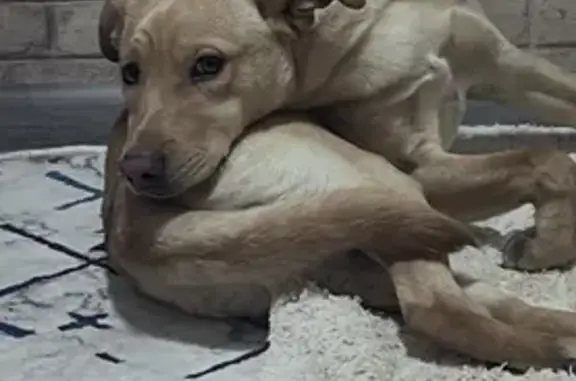 Пропала собака, Незамаевская улица, 19, Краснодар - photo