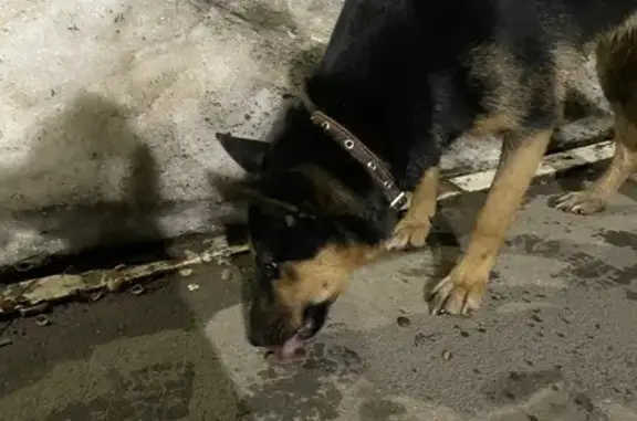 Найдена собака, Чебоксары, фото: Найден собака, Солнечный бульвар, 10, Чебоксары - молодой и игривый