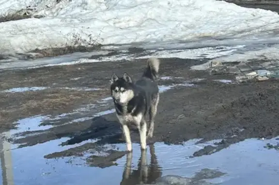 Найдена собака, Белоярский, фото: Найден собака, мужской, 14-я улица, Белоярский - хаски без ошейника