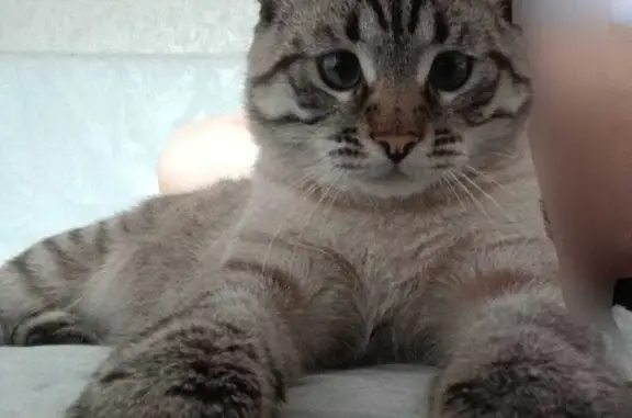 Пропал кот, улица Разина, 64, Фролово - светло коричневый полосатый - photo