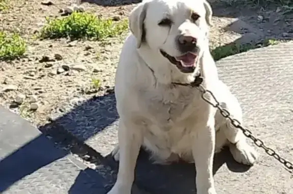 Пропала собака, улица Красавина, Набережные Моркваши - откликается на имя Ежик - photo