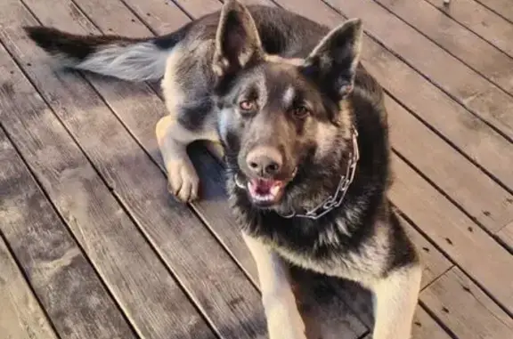Пропала собака, Мгинское городское поселение, Мгинское - восточно-европейская овчарка - photo