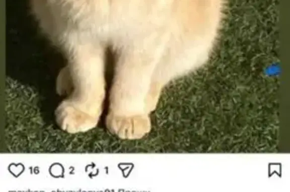 Кошки потеряшки, Гавердовский, фото: Потеряшка кот, Садовая улица, Гавердовский