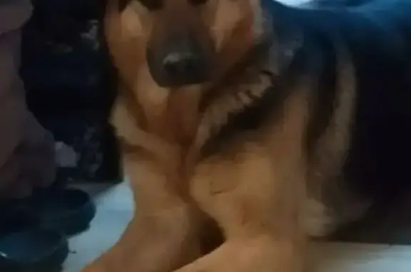 Пропала собака, девочка, улица Лавриненко, 104, Армавир - photo