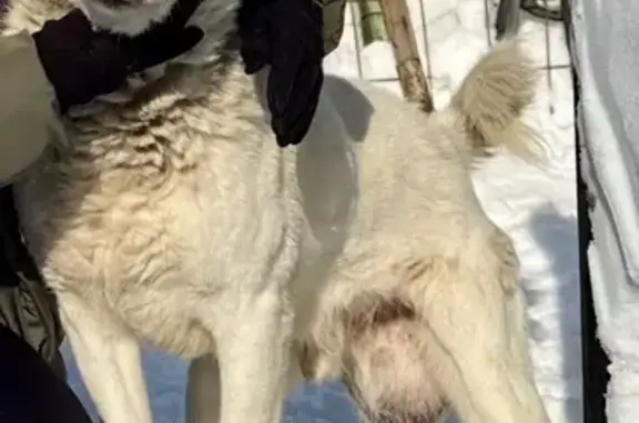 Пропала собака, улица Свердлова, 43, Богородск - рак яичек - photo