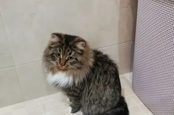 Пропала кошка, пжск Русь, Хохряки - девочка с белым животиком - photo