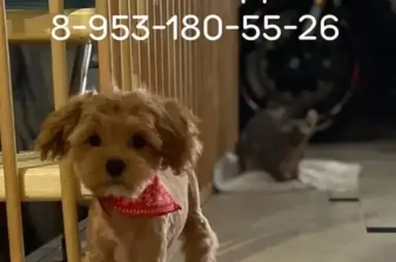 Пропала собака, проспект Ленина, 14, Тула - photo