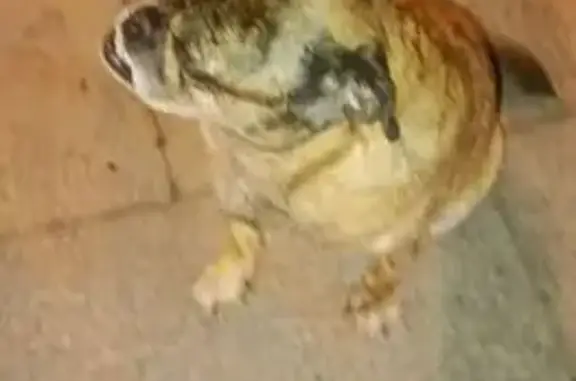 Найдена собака, Москва, фото: Найден мраморный собака, Боровское шоссе (дублёр), Москва - хвост влево