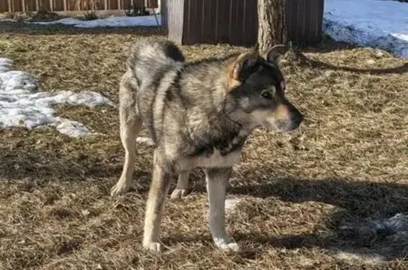 Найдена собака, Савельево, фото: Найден кобель, Савельево, Московская область - явный след от ошейника