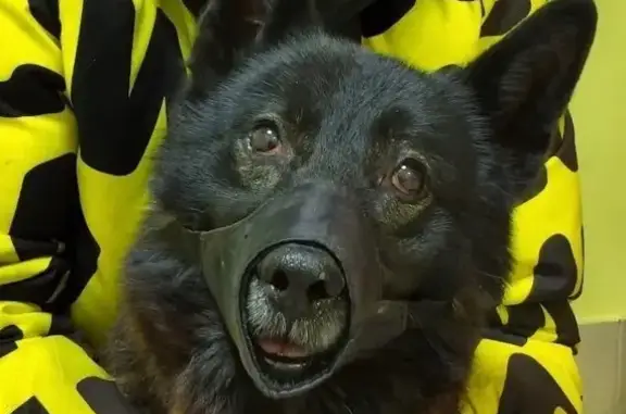 Пропала собака, Первомайская улица, 12, Краснокамск - photo