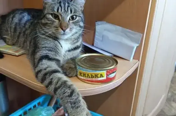 Пропал кот, улица 9 Мая, Курган - 1.8 мес. - photo