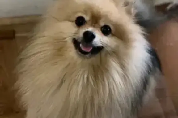 Пропал собака, Подгорная улица, 9, Киров - photo