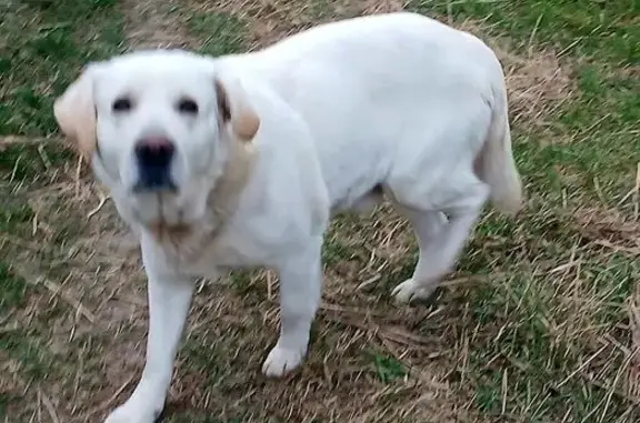 Найдена собака, Индустриальный, фото: Найден собака, Степная улица, 1, Индустриальный - лабрадор кобель, палевый окрас