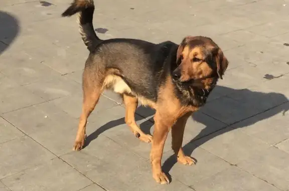 Объявления о пропавших и найденных животных, Кокошкино, фото: Найден кобель собаки, район Внуково, Москва - рыжий с черными подпалинами