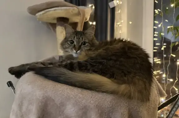 Пропала кошка, улица Некрасова, 28/6, Пушкино - темная, пушистая, пугливая - photo