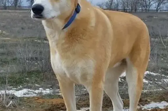 Пропала собака, улица 40 лет Победы, 78, Волжский - светло рыжий с белым окрас - photo