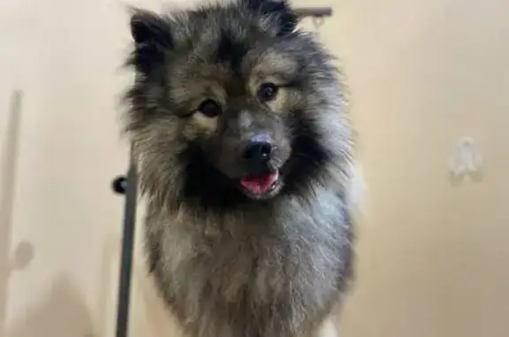 Найдена собака, Сысерть, фото: Найдена собака, улица Орджоникидзе, 71, Сысерть - немецкий вольфшпиц