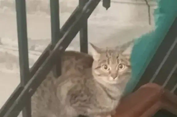 Объявления о пропавших и найденных животных, Волгоград, фото: Найдена кошка, улица Шурухина, Волгоград - очень ласковая, явно домашняя