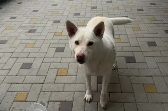 Найдена собака, Ростов-на-Дону, фото: Найдена собака, 1-я улица Володарского, 23 кА, Ростов-на-Дону