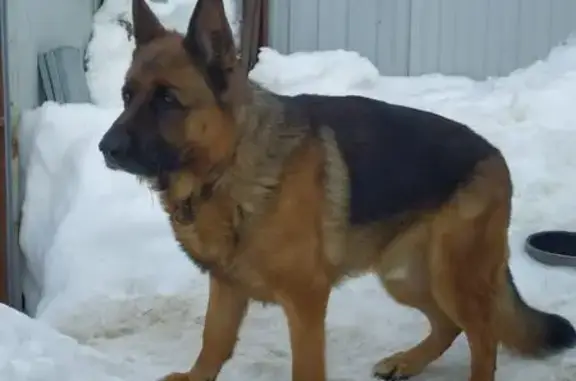 Пропала собака, 2-я Новосельская улица, 32, Казань - photo