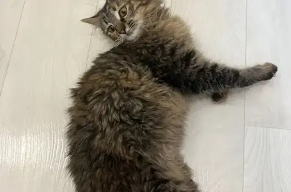 Найдена кошка, Казань, фото: Найдена кошка, Астрономическая улица, Казань - разноцветная, маленькая